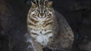 Уникалност и значение на amur forest cat